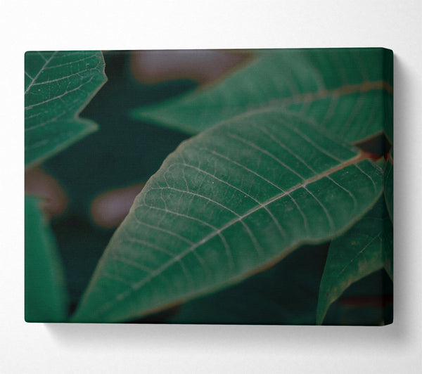  A Canvas Print of Emerald Leaf Vein Canvas Print