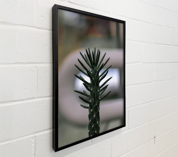 Black Spiky Cactus Bloom