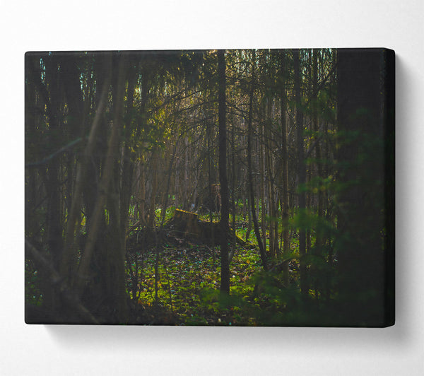  A Canvas Print of Green Forest Shadows Canvas Wall Art