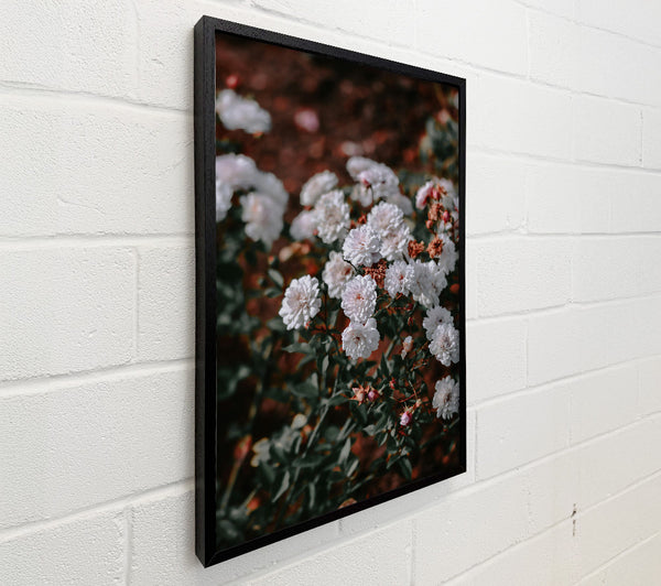 White Blooms In Brown Light
