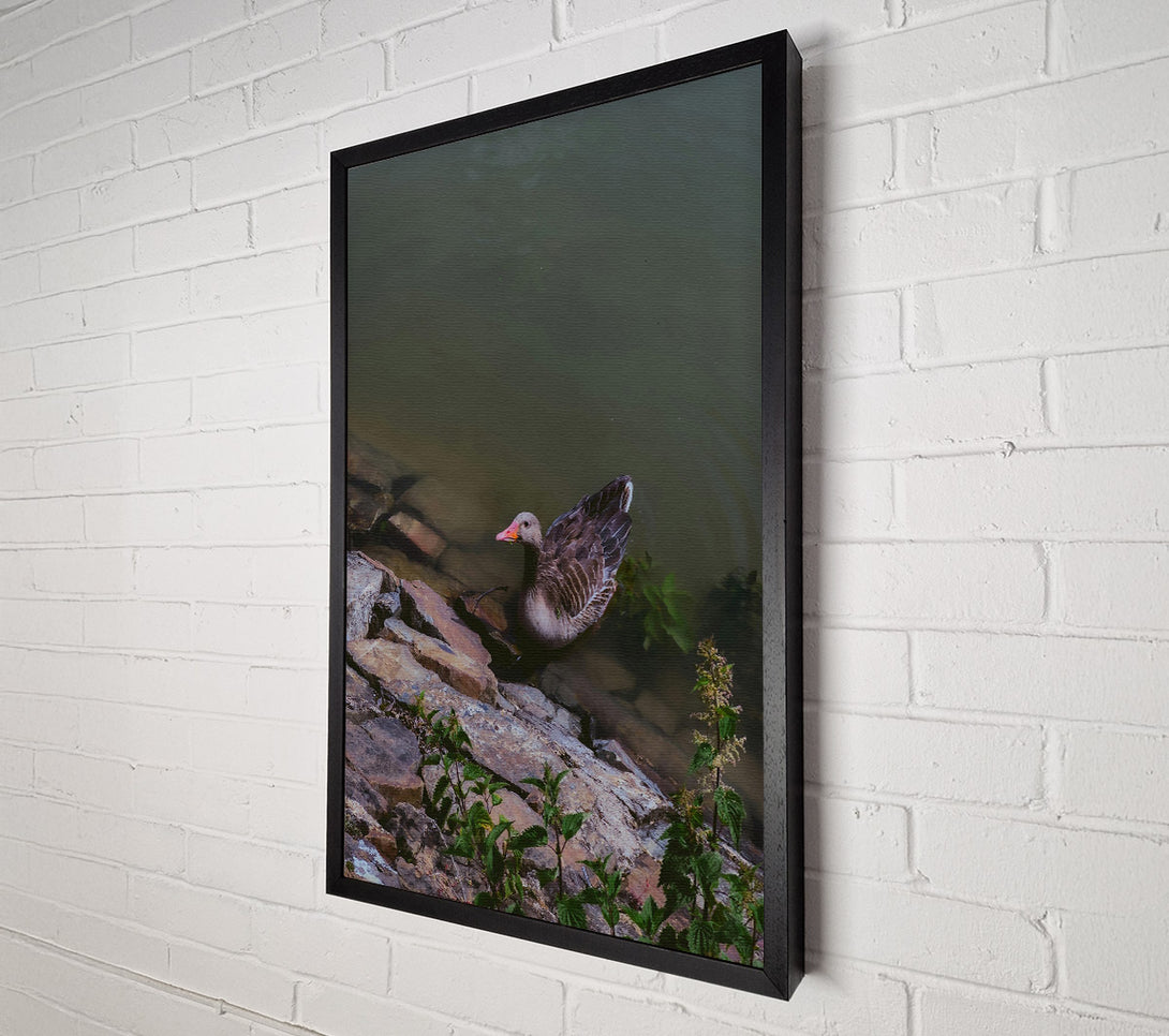  A Canvas Print of Grey Goose By The Shore Canvas Print