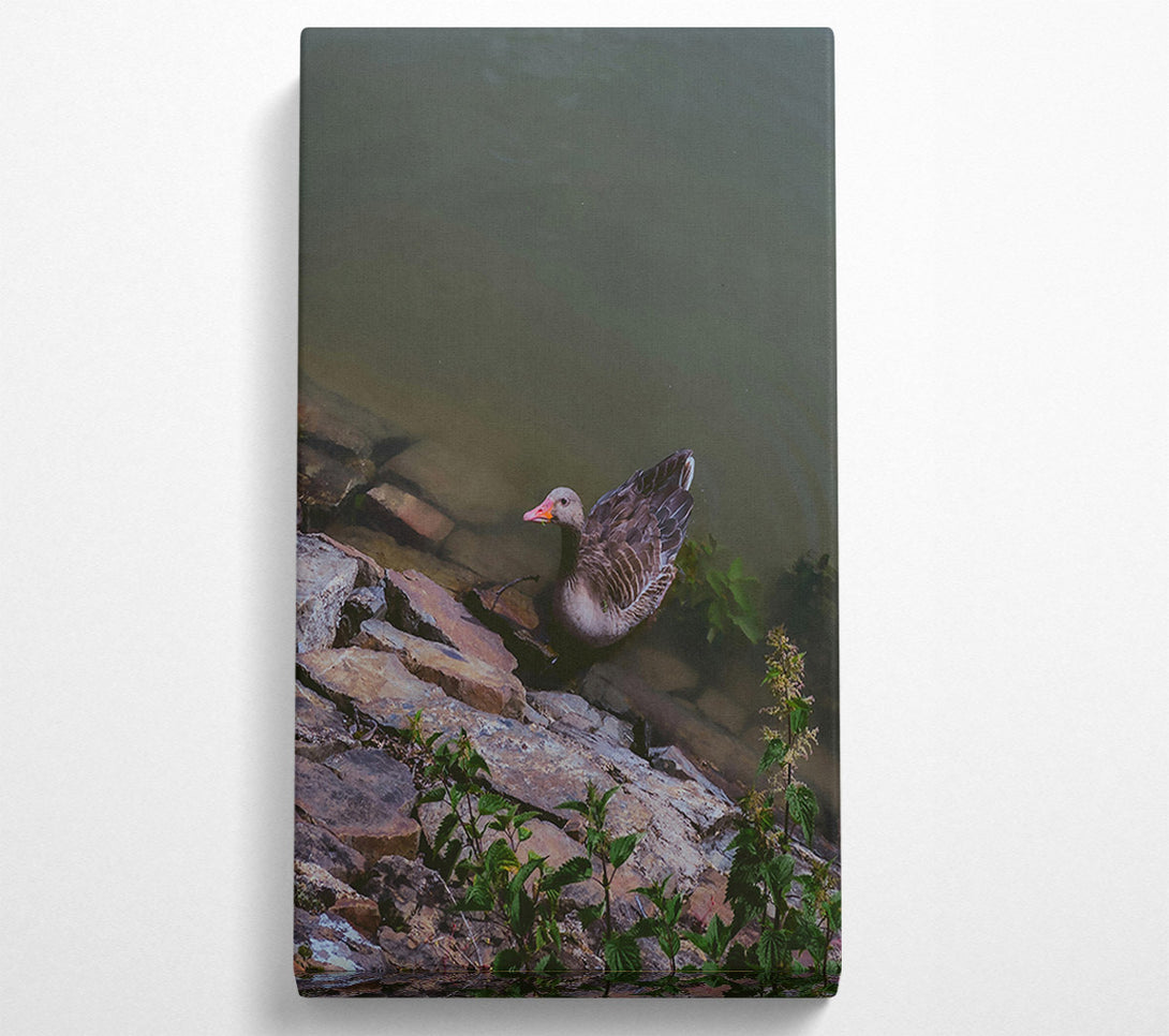  A Canvas Print of Grey Goose By The Shore Canvas Print