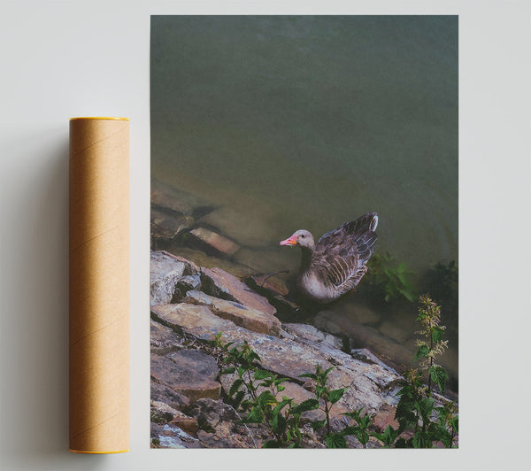 Grey Goose By The Shore Poster