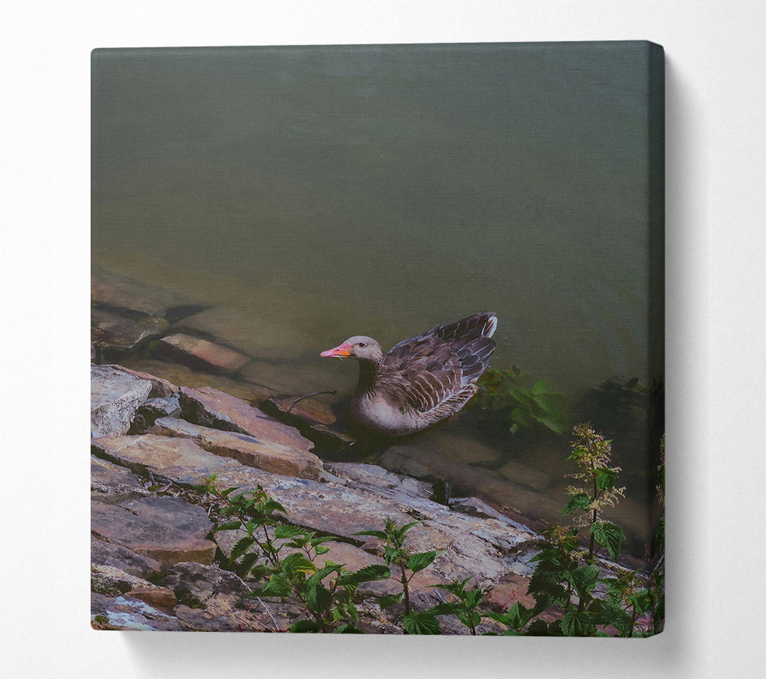  A Canvas Print of Grey Goose By The Shore Canvas Print