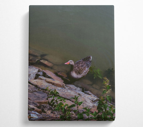  A Canvas Print of Grey Goose By The Shore Canvas Print