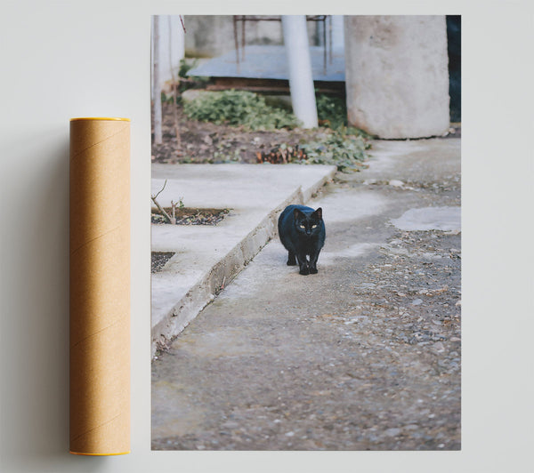 Black Cat On Concrete Poster