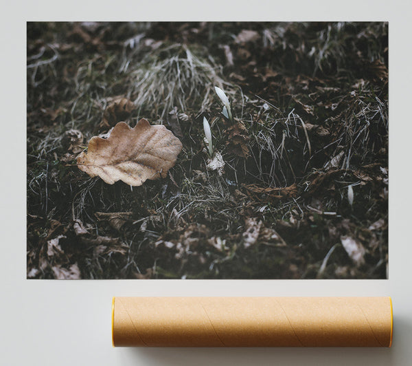 Brown Leaf And White Blooms Poster