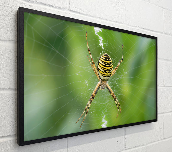 Yellow Striped Spider Web