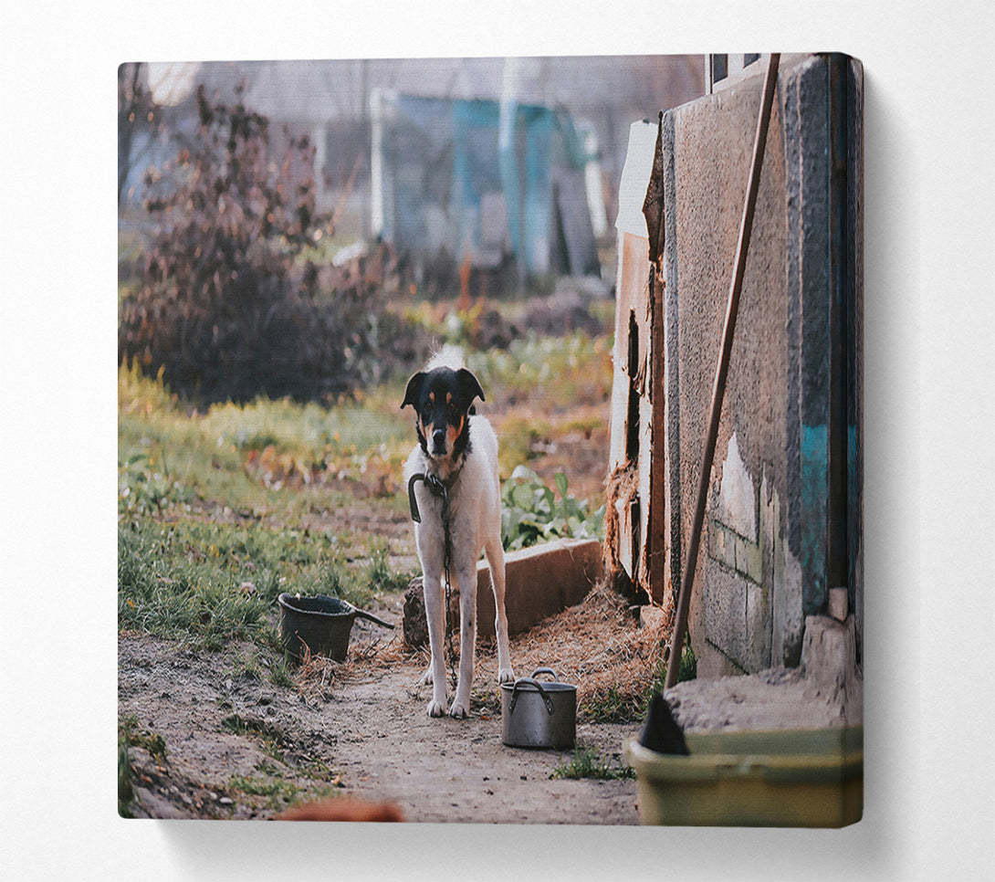 A Canvas Print of Grey Chain And Watchdog Canvas Wall Art