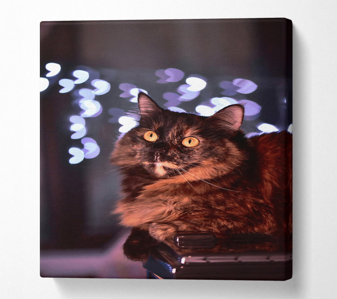  A Canvas Print of Golden Eyes & Lights Canvas Print