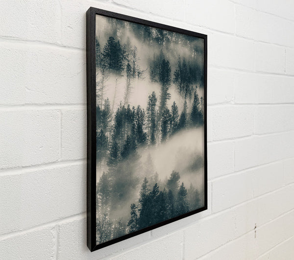 Gray Foggy Pines