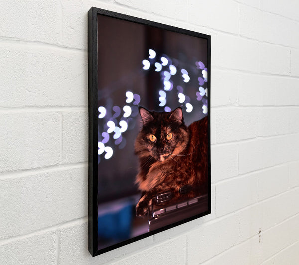 Copper Cat'S Gaze