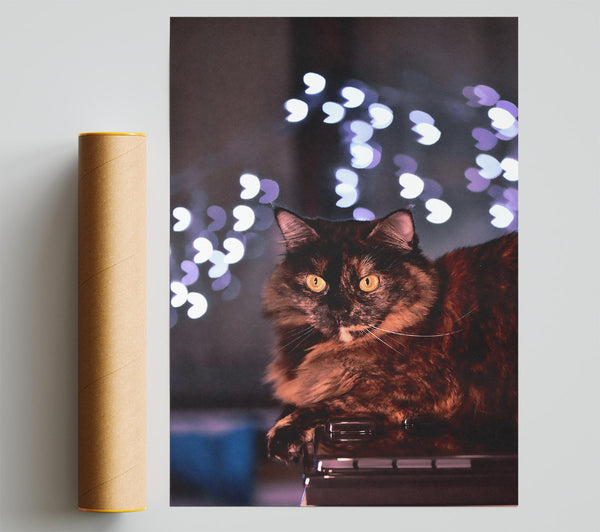 Copper Cat'S Gaze Poster