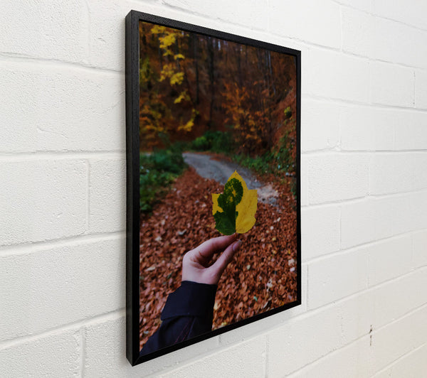 Yellow Leaf In Autumn