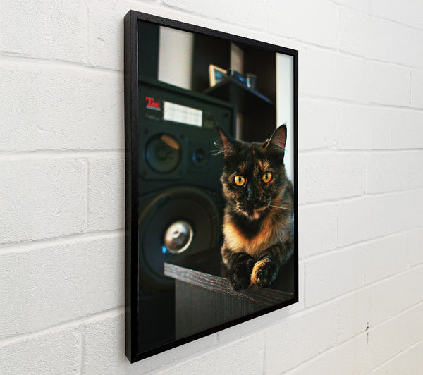 Golden Cat Listening
