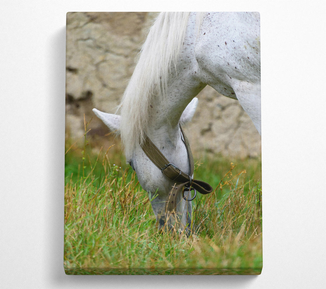  A Canvas Print of White Horse Grazing Green Grass Canvas Art