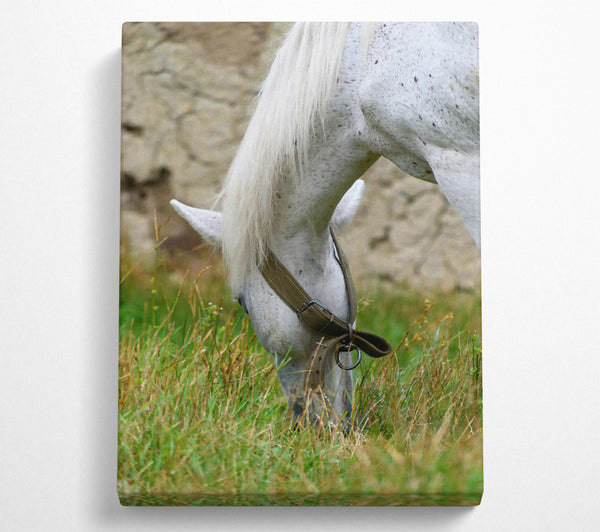  A Canvas Print of White Horse Grazing Green Grass Canvas Art
