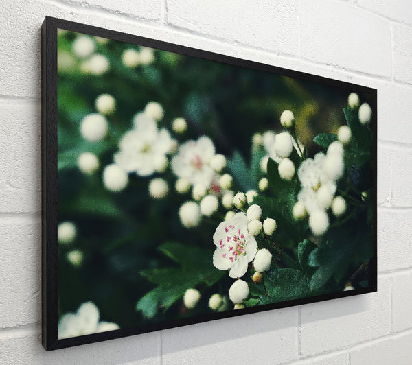 White Blossom Bloom