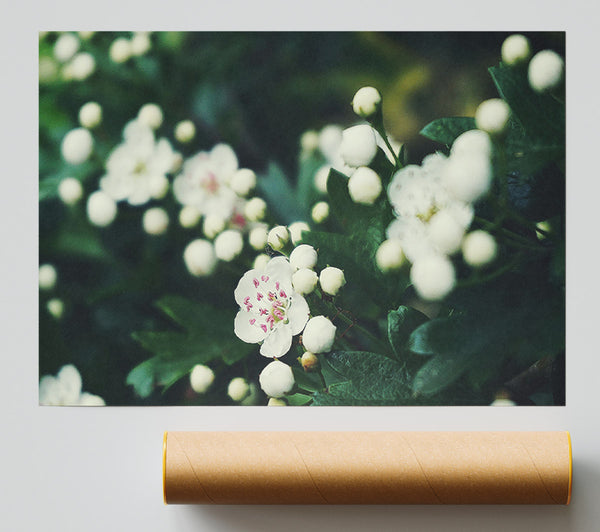 White Blossom Bloom Giclee Print
