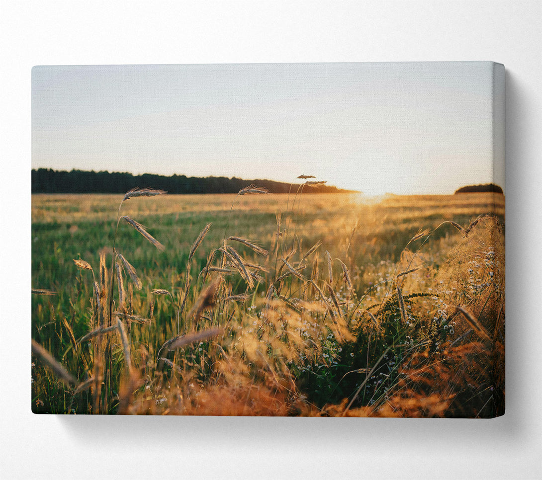  A Canvas Print of Golden Field Sunset Canvas Art