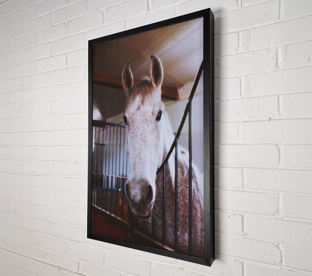  A Canvas Print of White Horse Stall Glance Canvas Art