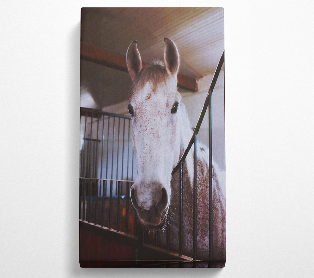  A Canvas Print of White Horse Stall Glance Canvas Art