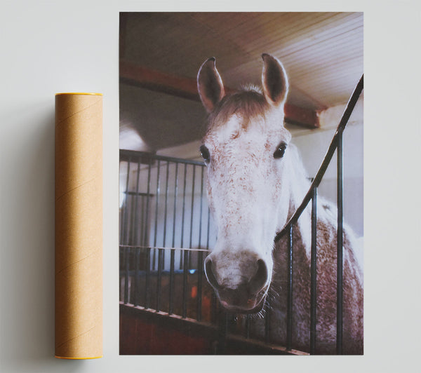 White Horse Stall Glance Poster