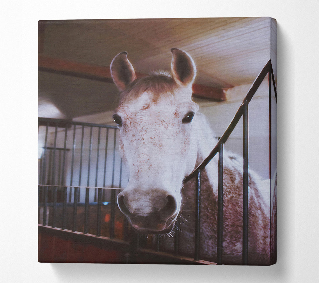  A Canvas Print of White Horse Stall Glance Canvas Art