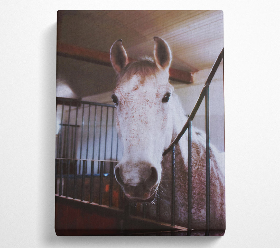  A Canvas Print of White Horse Stall Glance Canvas Art