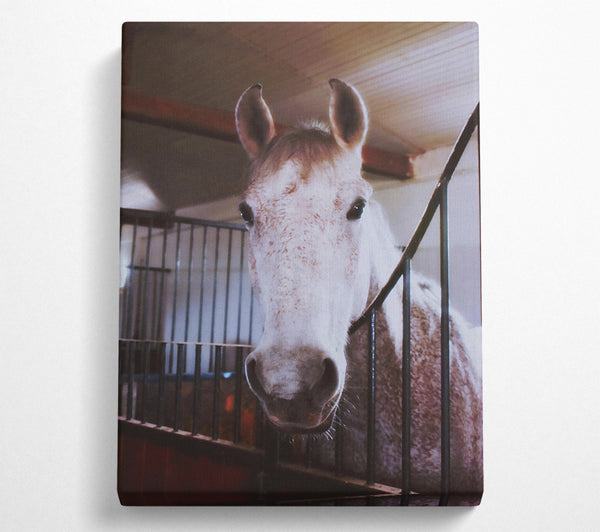  A Canvas Print of White Horse Stall Glance Canvas Art