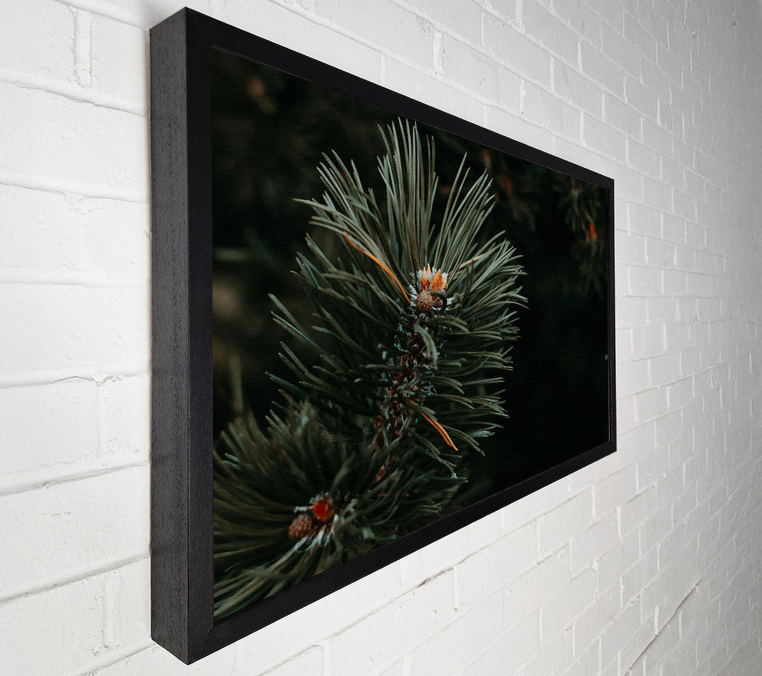  A Canvas Print of Emerald Pine Sprig Canvas Print