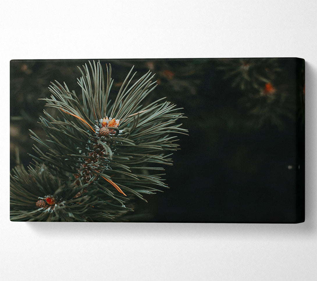  A Canvas Print of Emerald Pine Sprig Canvas Print