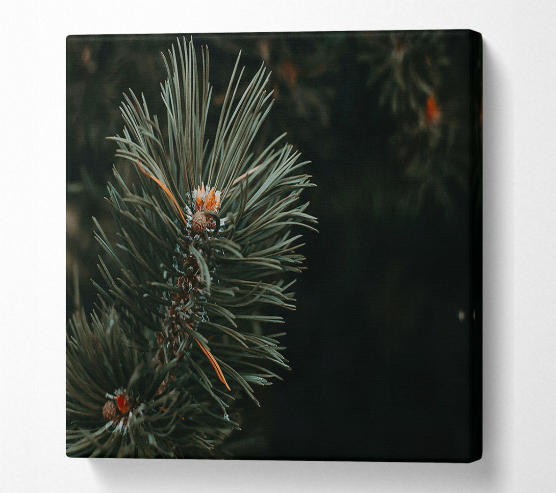  A Canvas Print of Emerald Pine Sprig Canvas Print