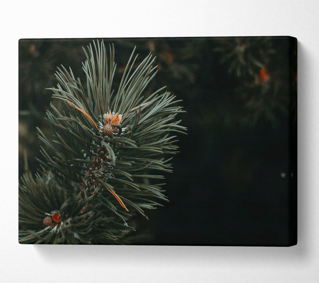  A Canvas Print of Emerald Pine Sprig Canvas Print