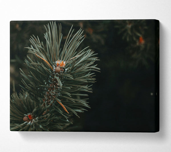  A Canvas Print of Emerald Pine Sprig Canvas Print
