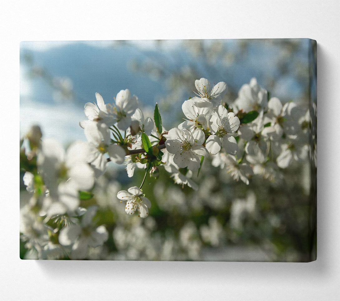  A Canvas Print of White Blossoms In Bloom Canvas Wall Art