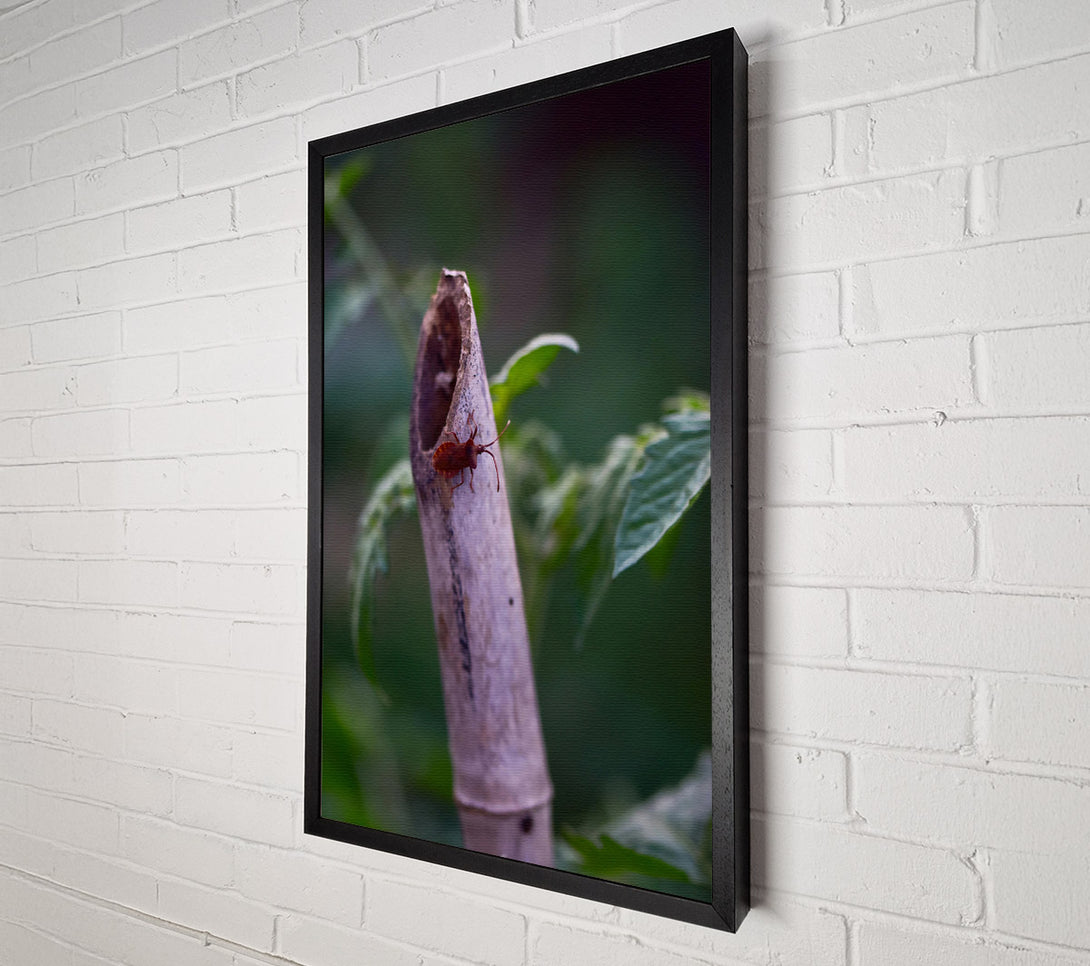  A Canvas Print of Brown Bug On Beige Stem Canvas Wall Art
