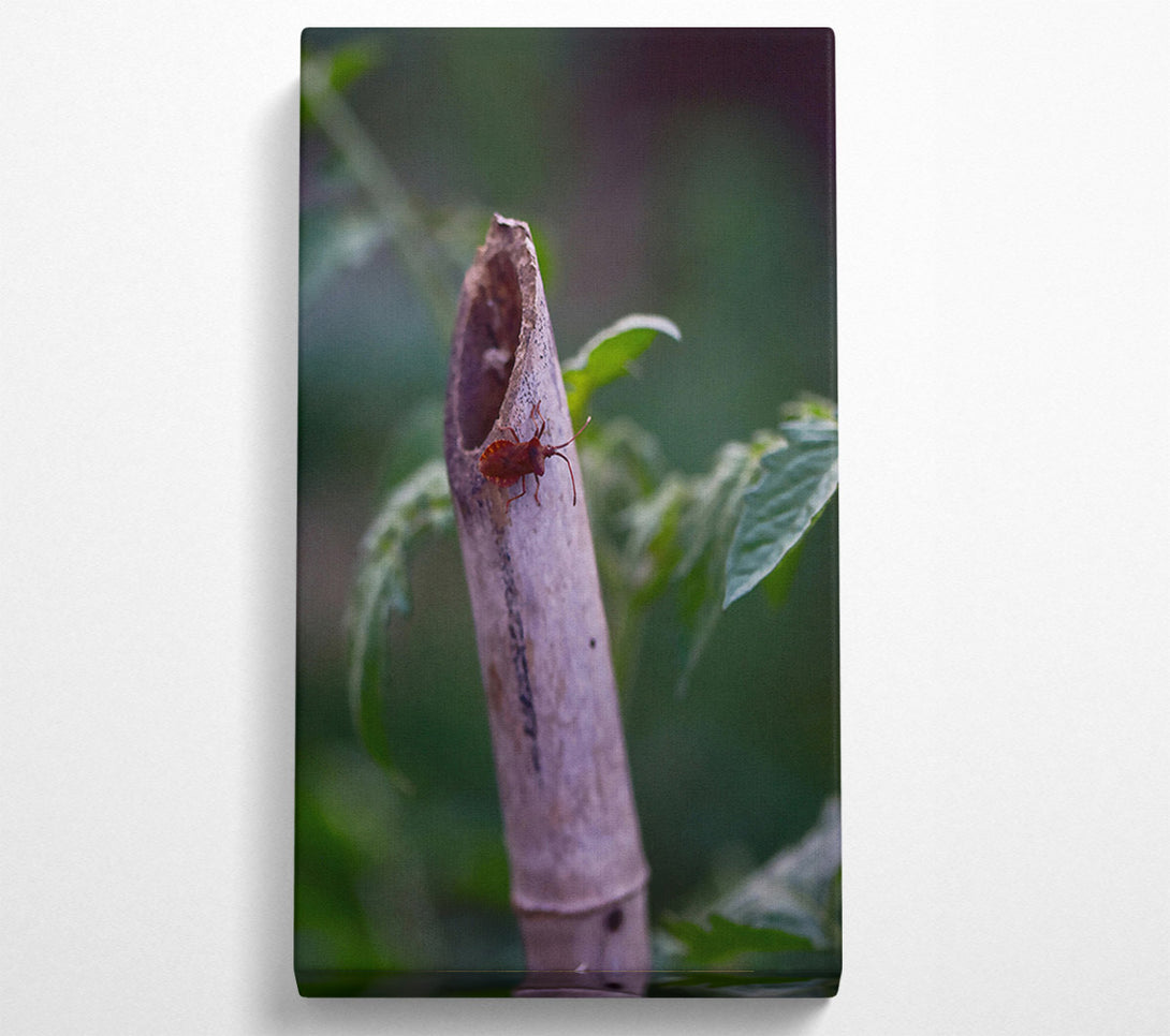  A Canvas Print of Brown Bug On Beige Stem Canvas Wall Art