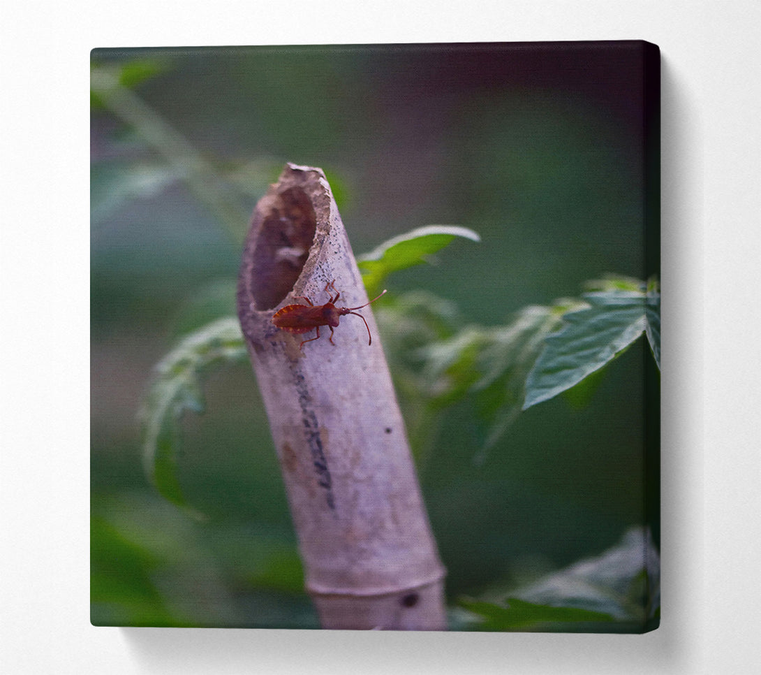  A Canvas Print of Brown Bug On Beige Stem Canvas Wall Art