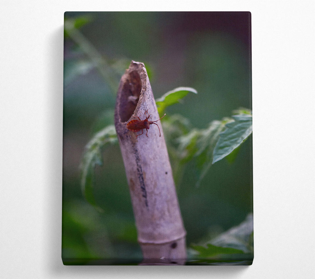  A Canvas Print of Brown Bug On Beige Stem Canvas Wall Art