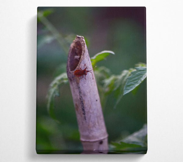  A Canvas Print of Brown Bug On Beige Stem Canvas Wall Art