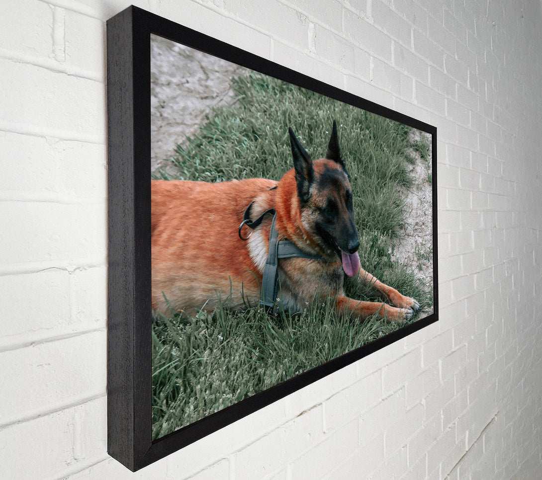  A Canvas Print of Golden Fur Resting Canvas Art