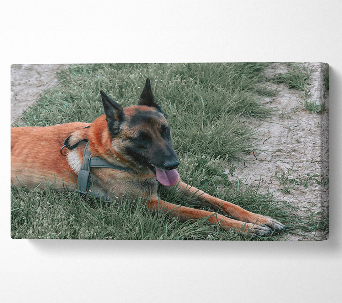  A Canvas Print of Golden Fur Resting Canvas Art