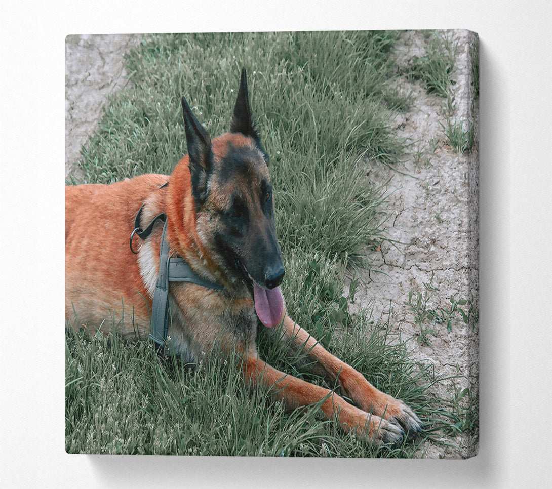  A Canvas Print of Golden Fur Resting Canvas Art