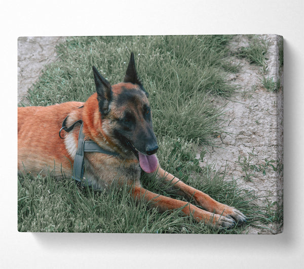  A Canvas Print of Golden Fur Resting Canvas Art