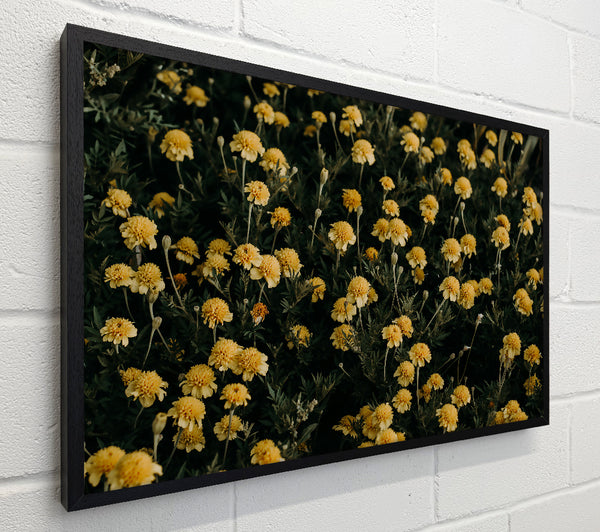 Golden Meadow Blooms