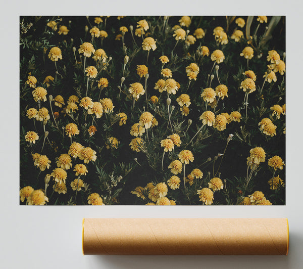 Golden Meadow Blooms Poster