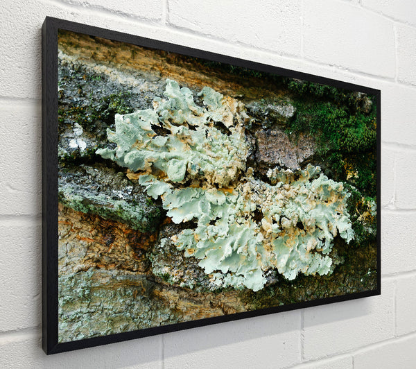 Pale Green Lichen Growth