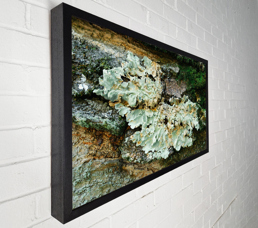  A Canvas Print of Pale Green Lichen Growth Canvas Art