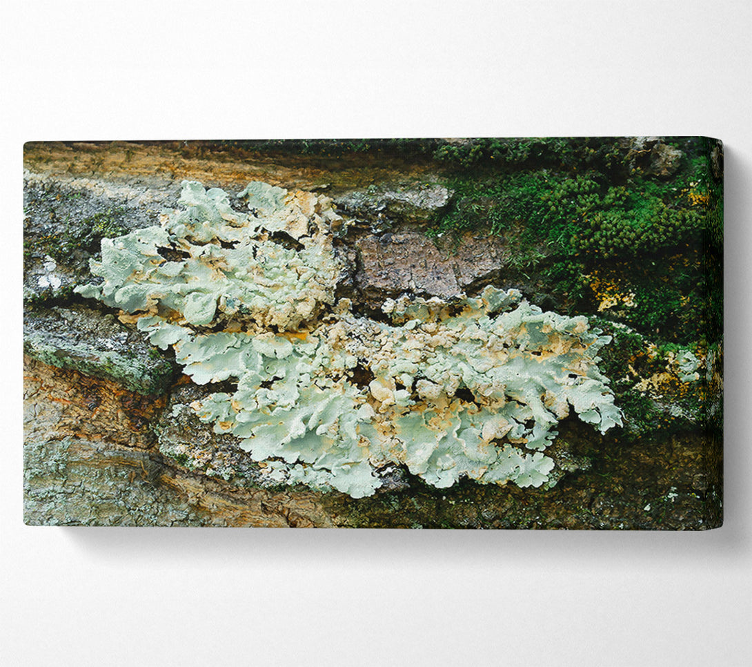  A Canvas Print of Pale Green Lichen Growth Canvas Art